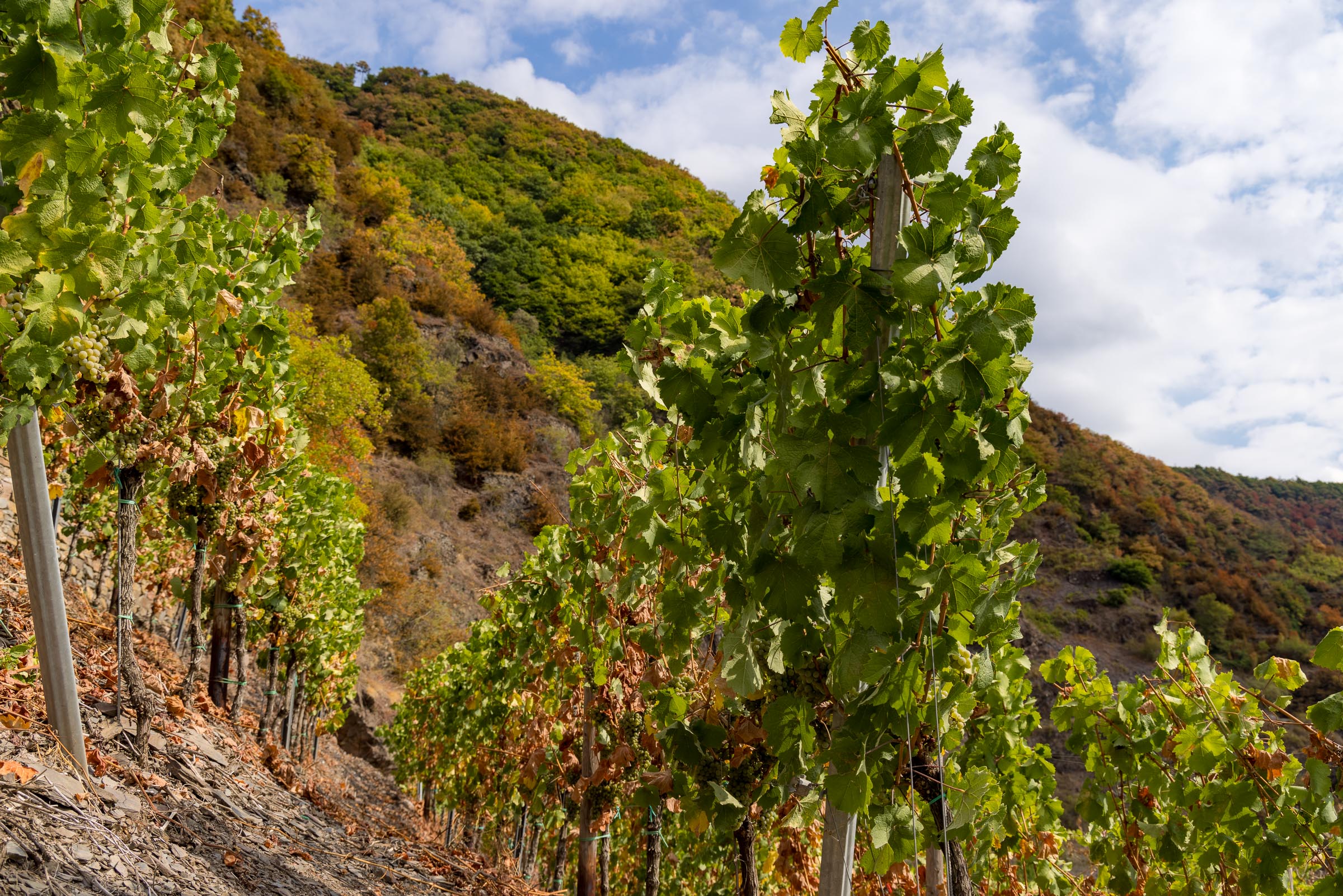 Untermosel - Blid klicken zum vergrößern.