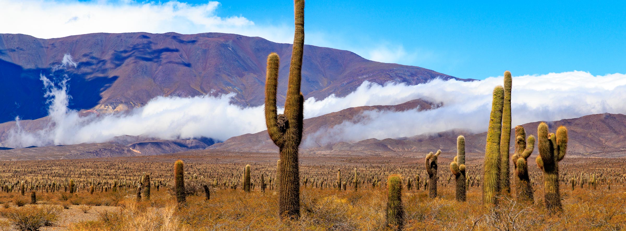 Parque Nacional Los Cardones I - Blid klicken zum vergrößern.