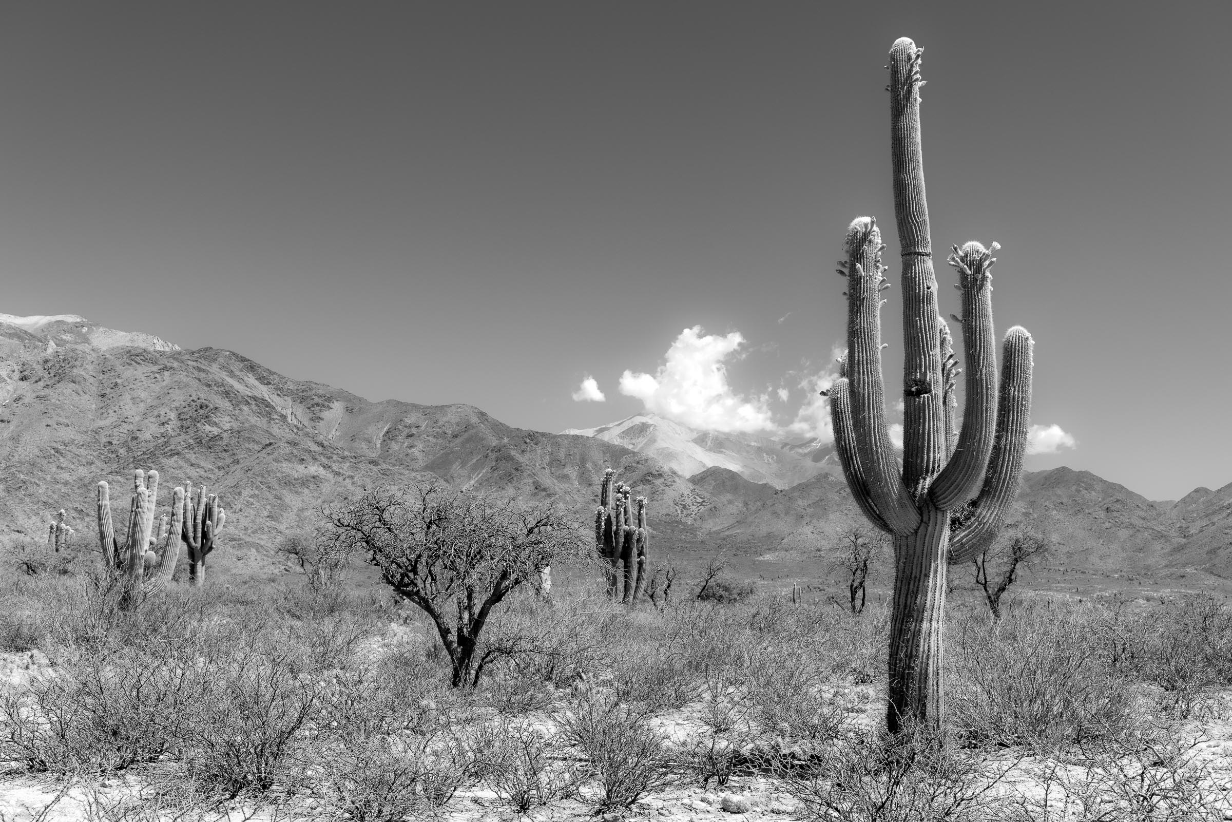 Parque Nacional Los Cardones I - Blid klicken zum vergrößern.