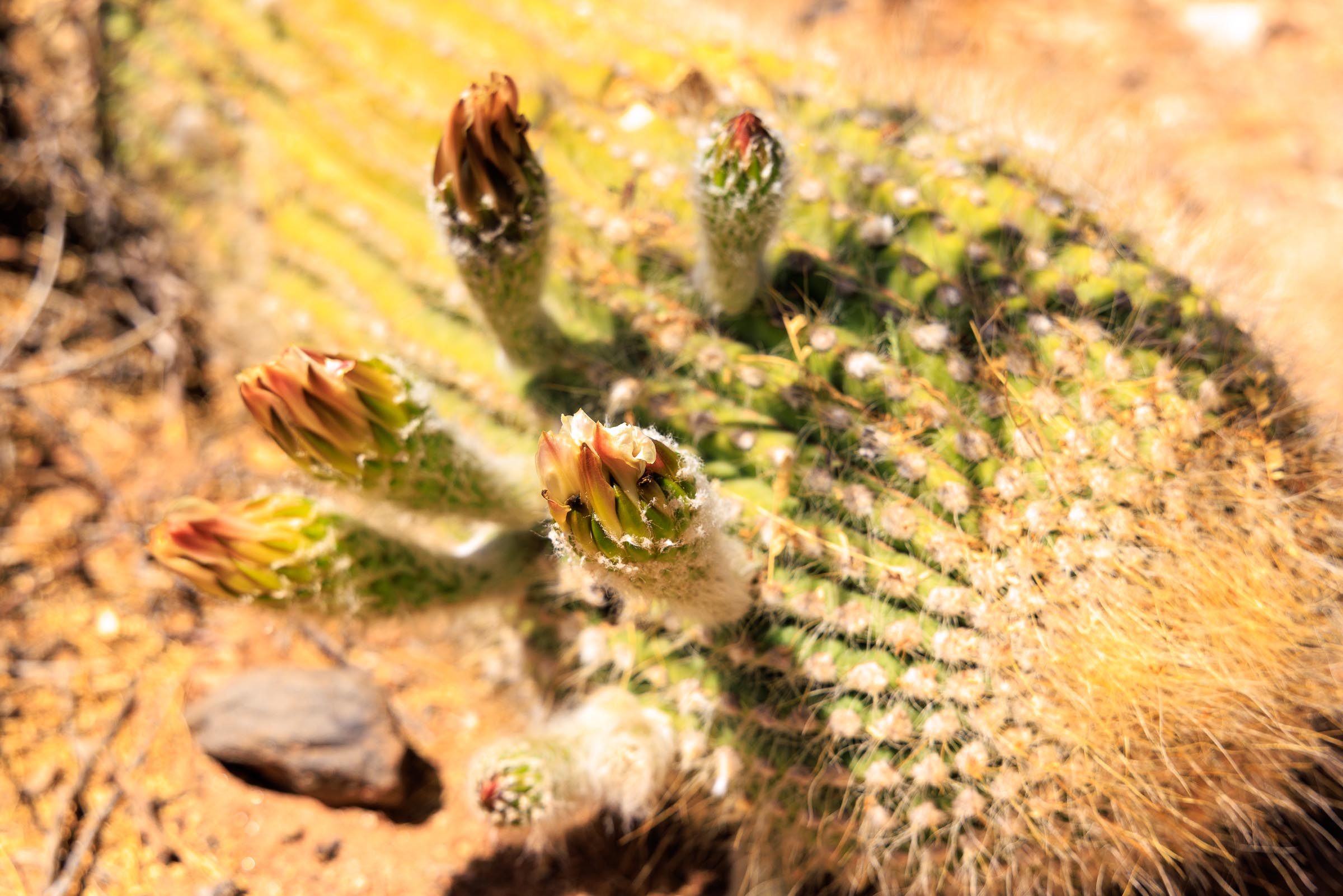 Parque Nacional Los Cardones I - Blid klicken zum vergrößern.