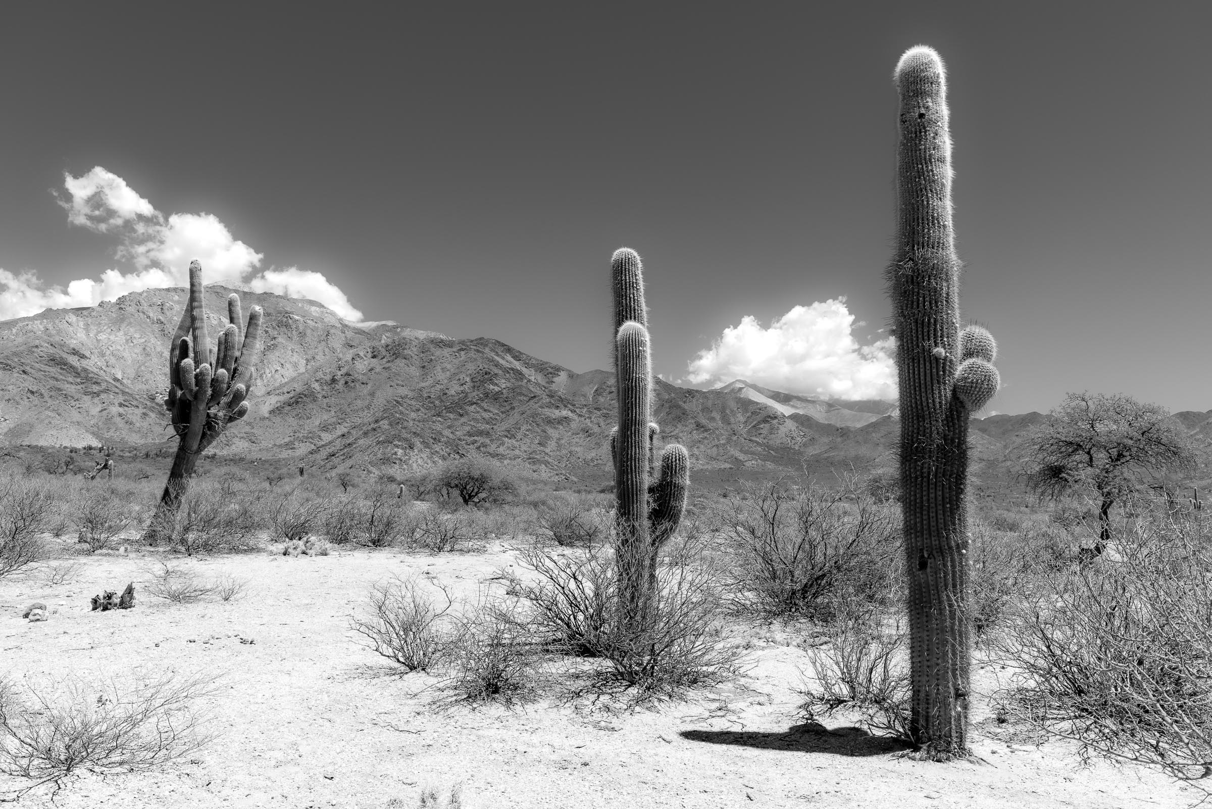Parque Nacional Los Cardones I - Blid klicken zum vergrößern.