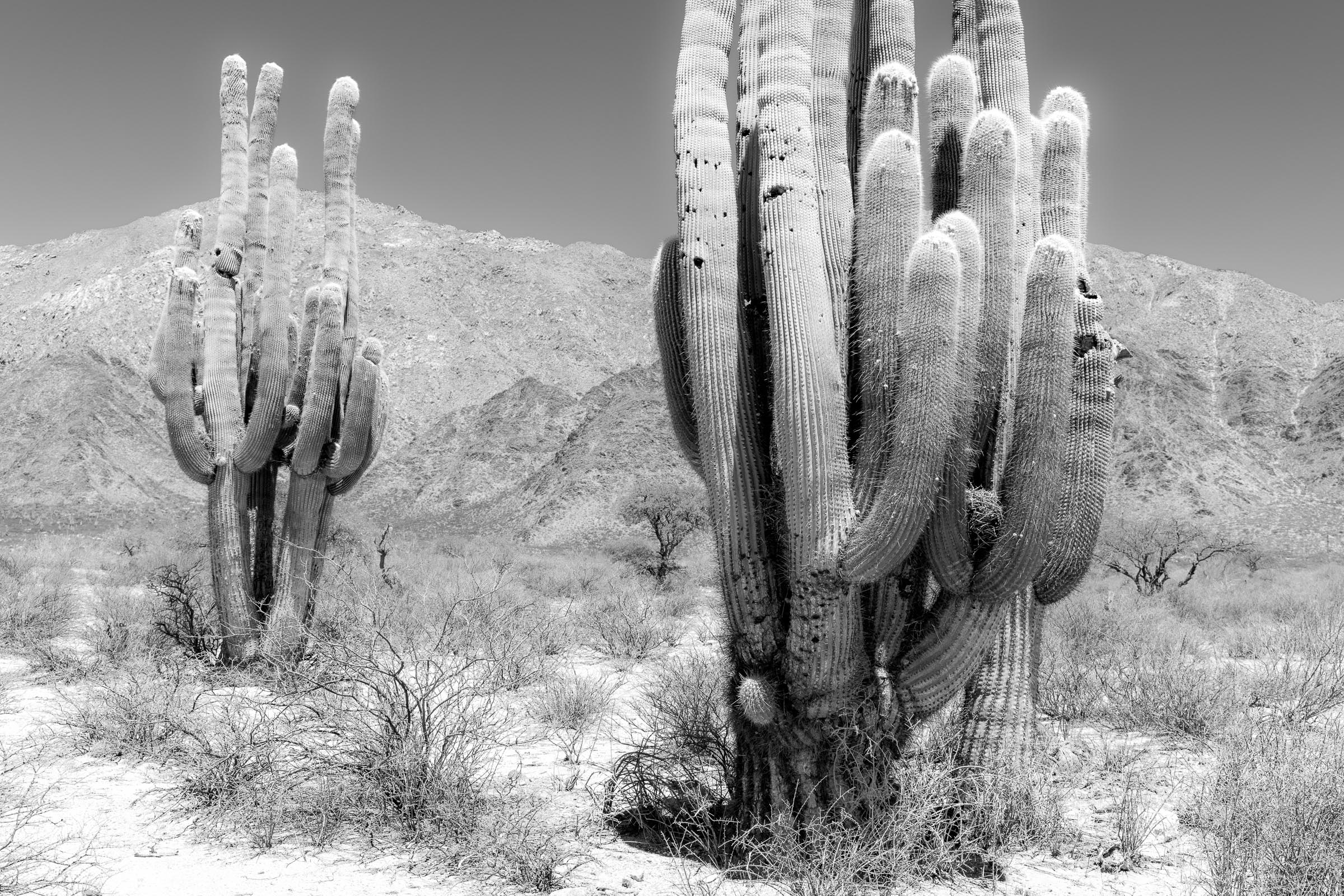 Parque Nacional Los Cardones I - Blid klicken zum vergrößern.