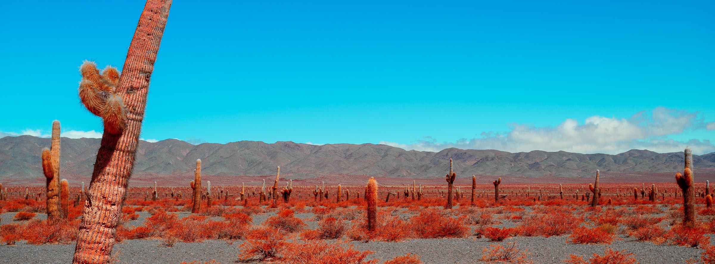 Parque Nacional Los Cardones II - Blid klicken zum vergrößern.
