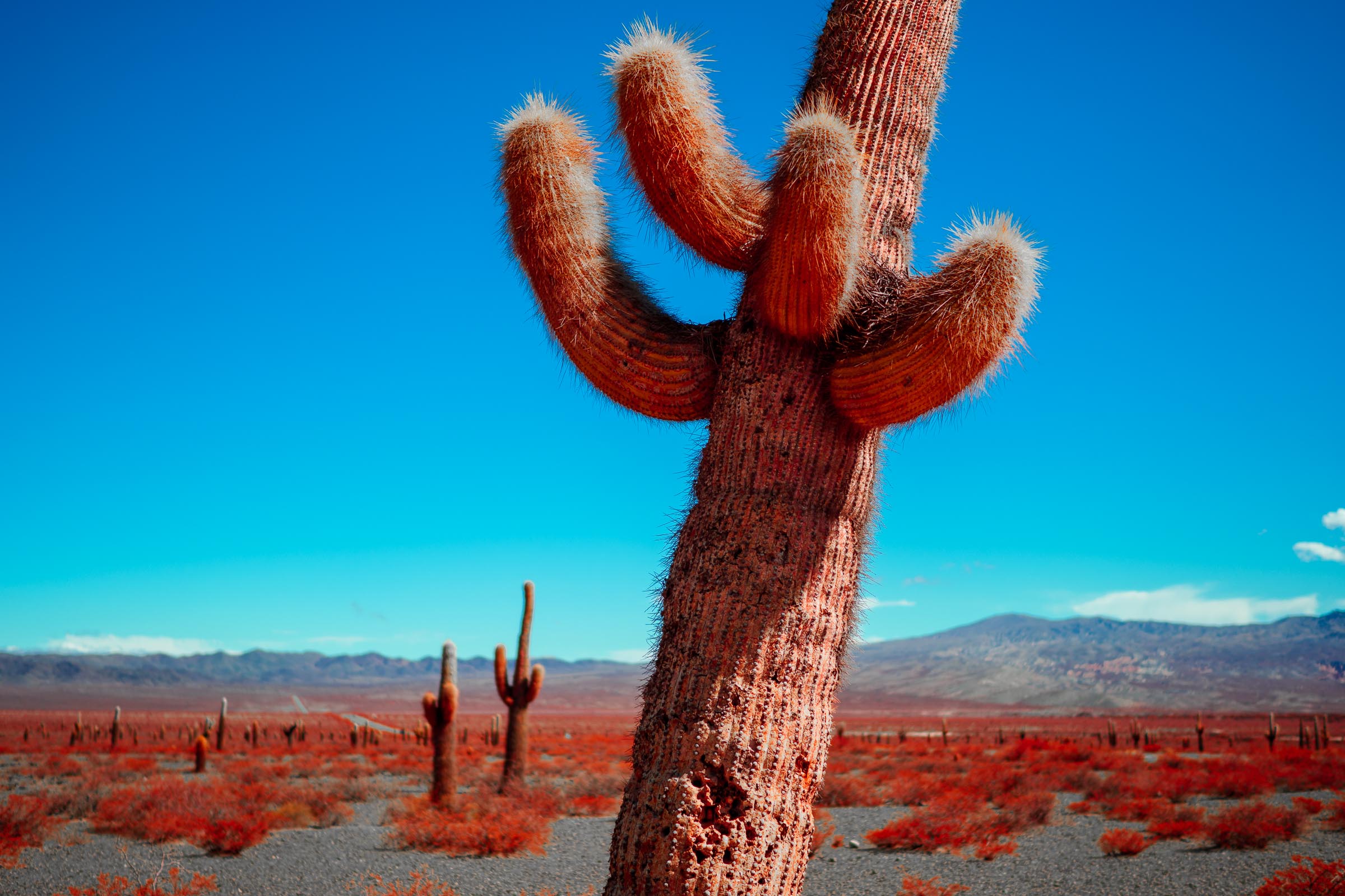 Parque Nacional Los Cardones II - Blid klicken zum vergrößern.