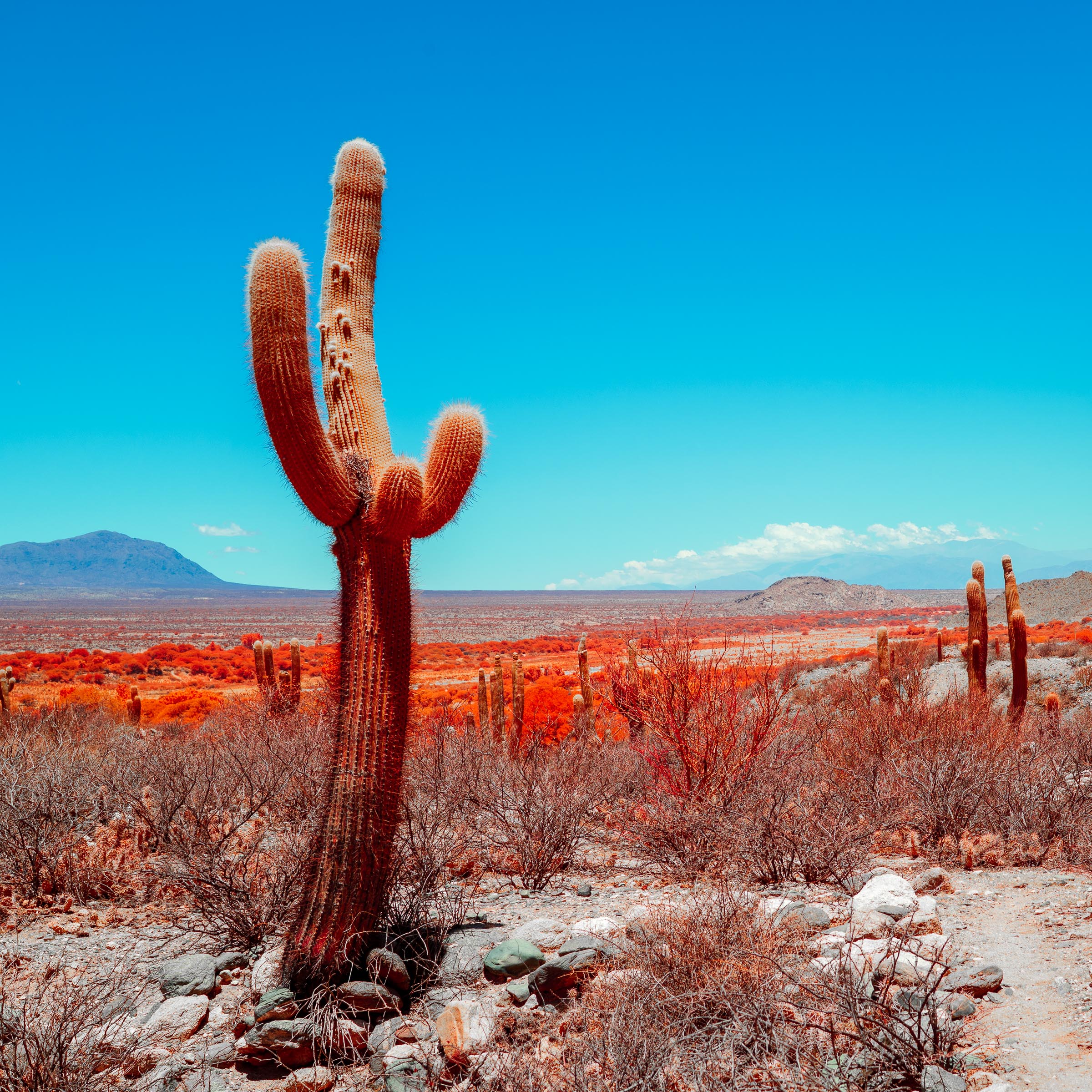 Parque Nacional Los Cardones II - Blid klicken zum vergrößern.
