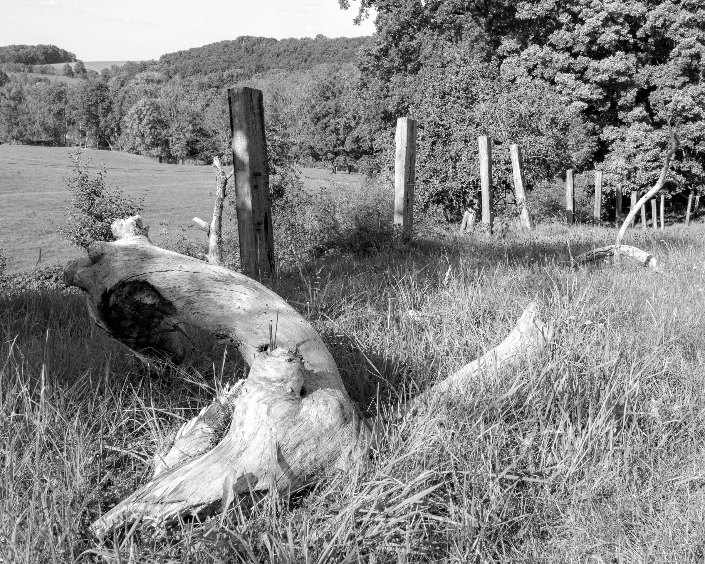 Apple tree meadow - click image to enlarge.