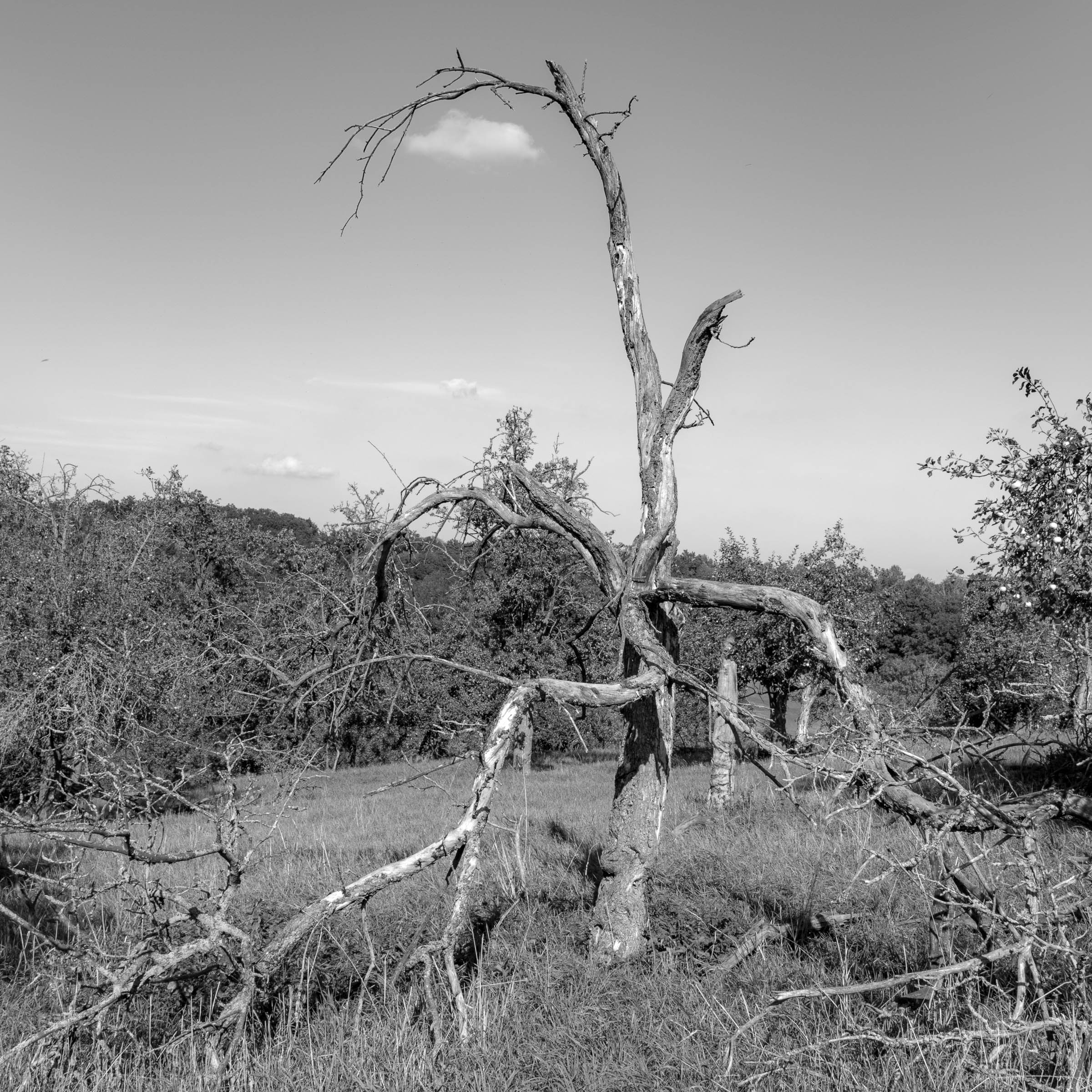 Apple tree meadow - click image to enlarge.