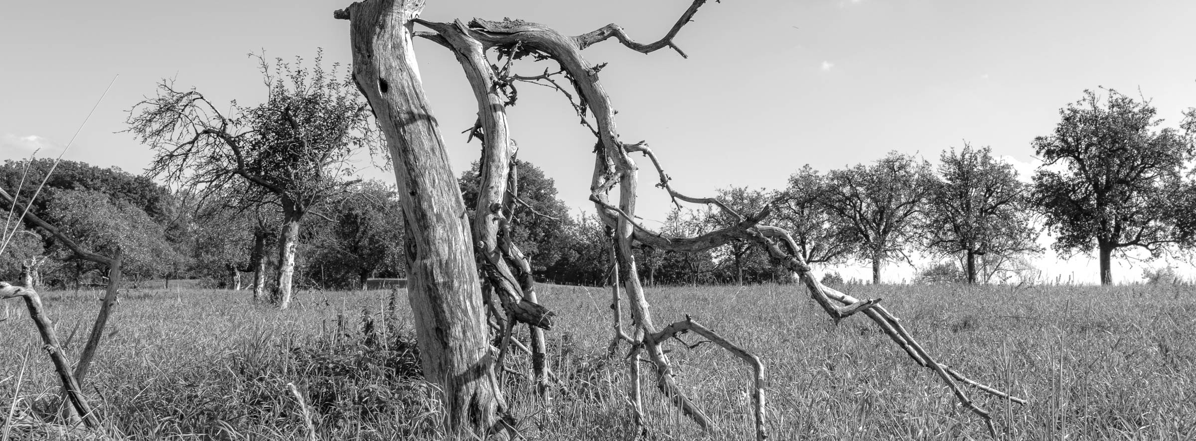 Apple tree meadow - click image to enlarge.