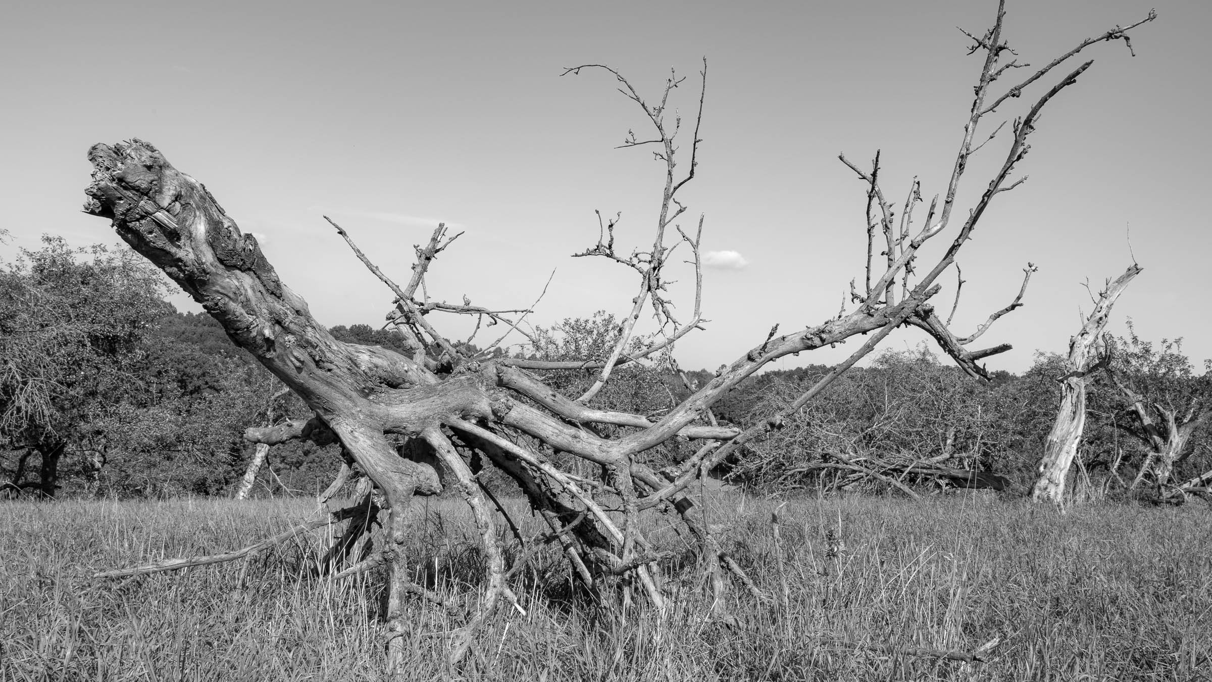 Apple tree meadow - click image to enlarge.
