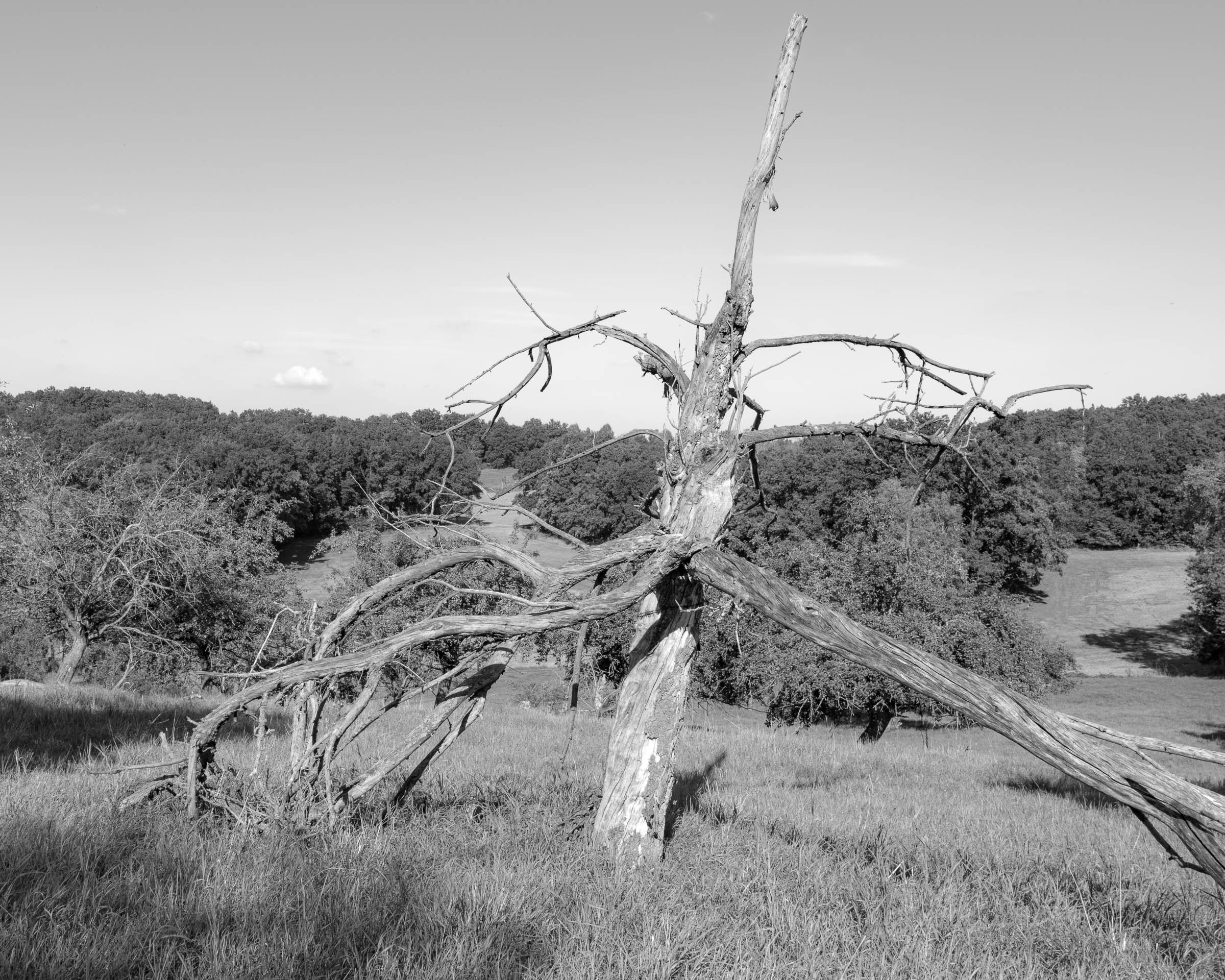 Apple tree meadow - click image to enlarge.