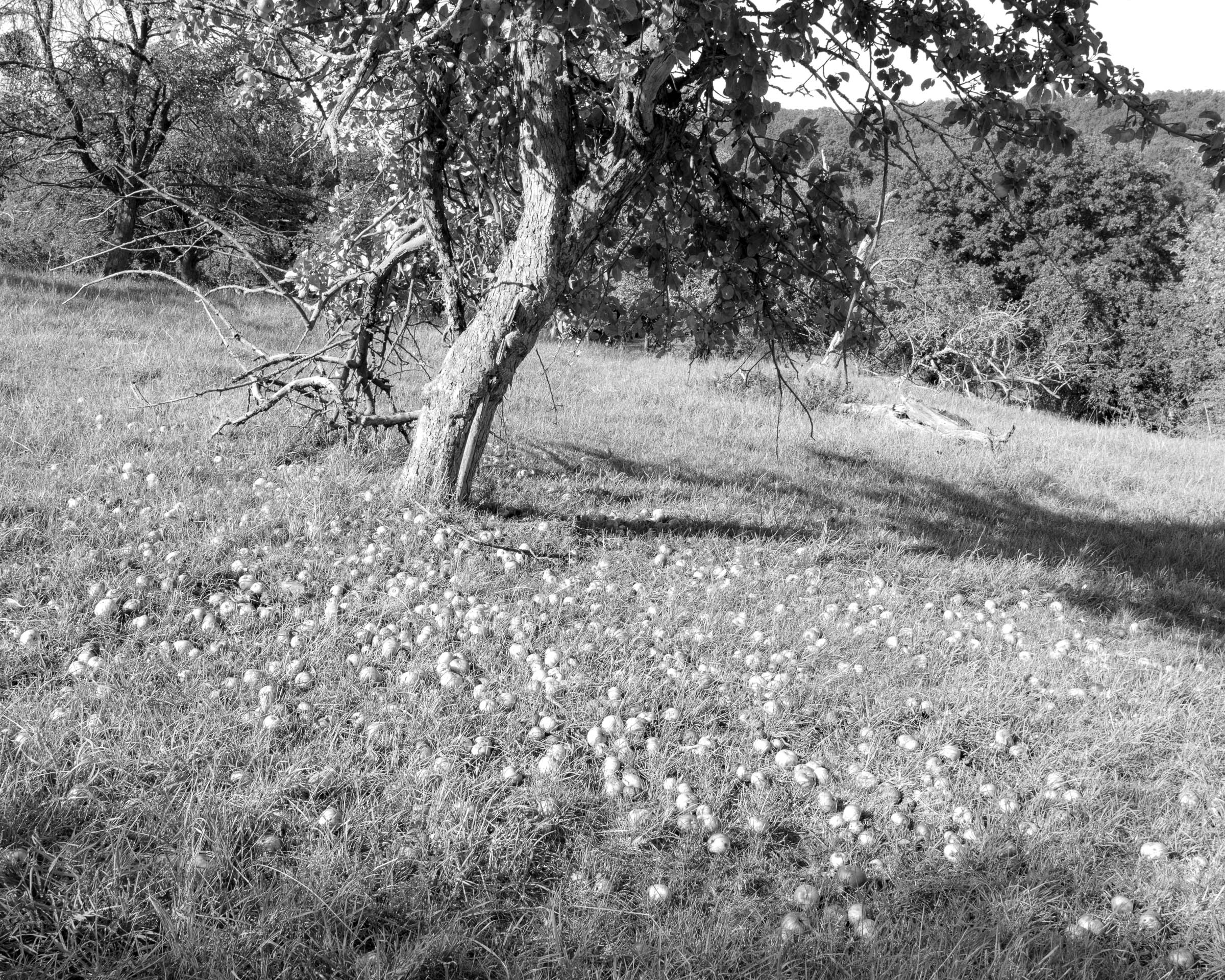 Apple tree meadow - click image to enlarge.