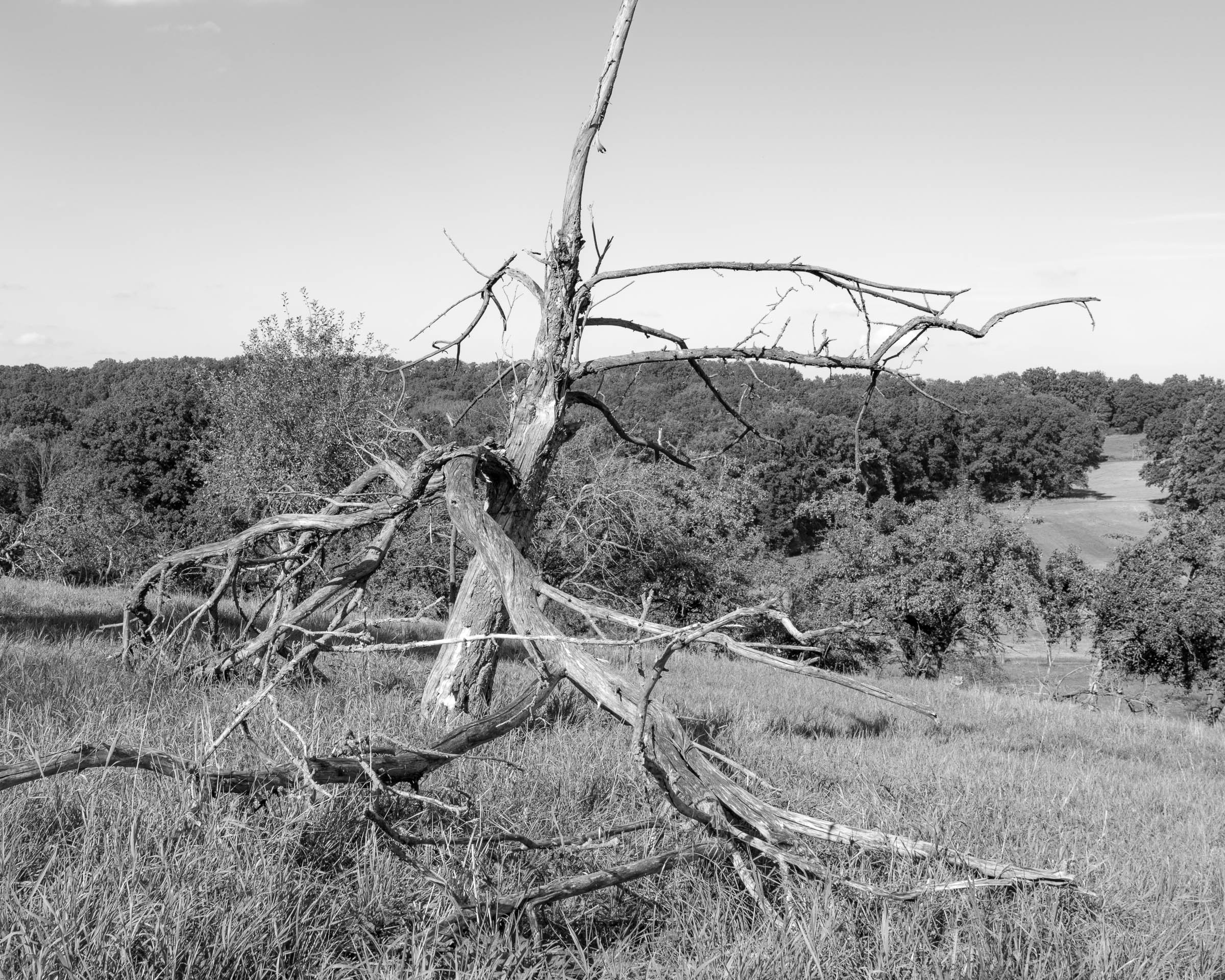 Apple tree meadow - click image to enlarge.