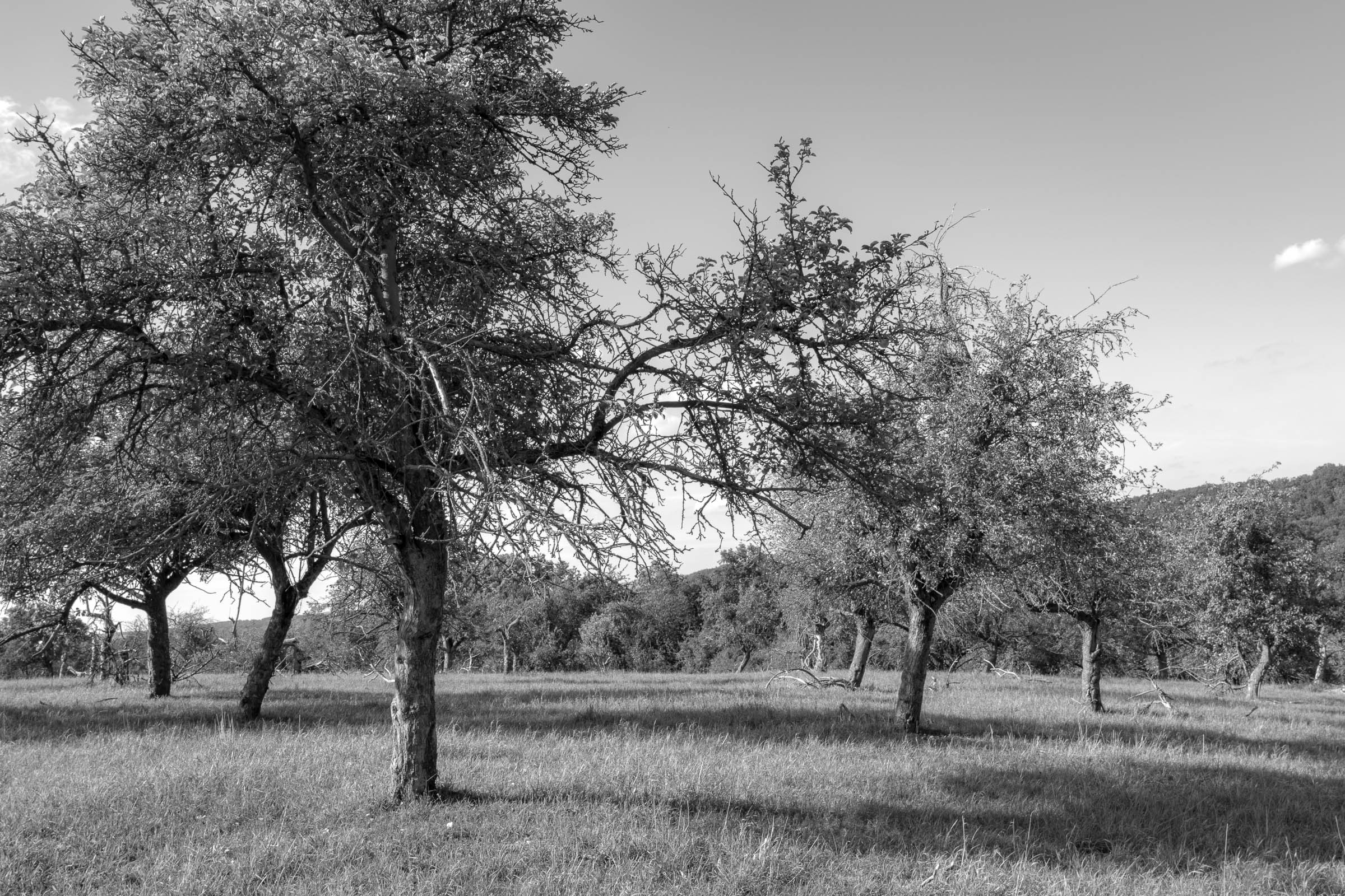 Apple tree meadow - click image to enlarge.