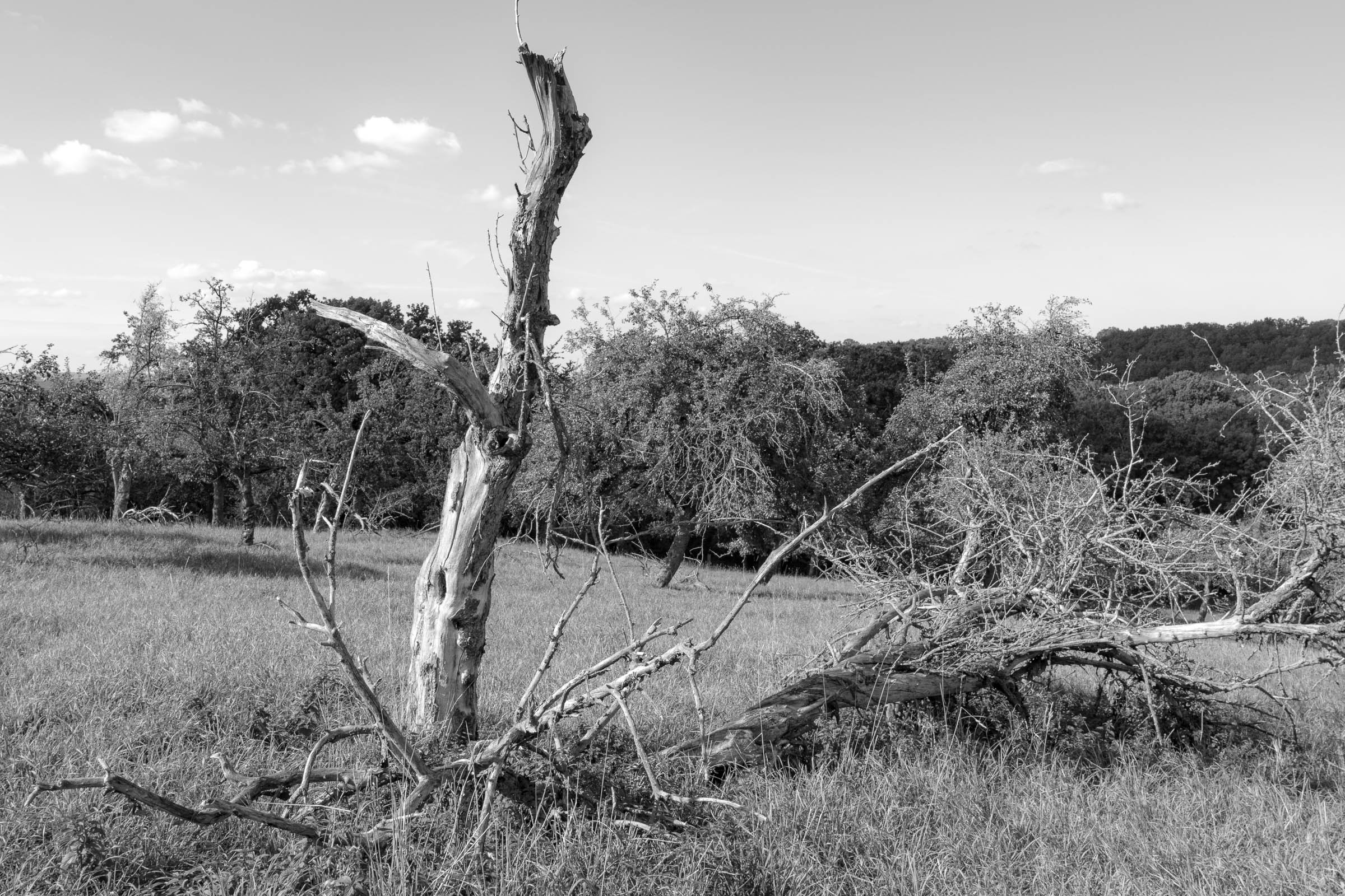 Apple tree meadow - click image to enlarge.