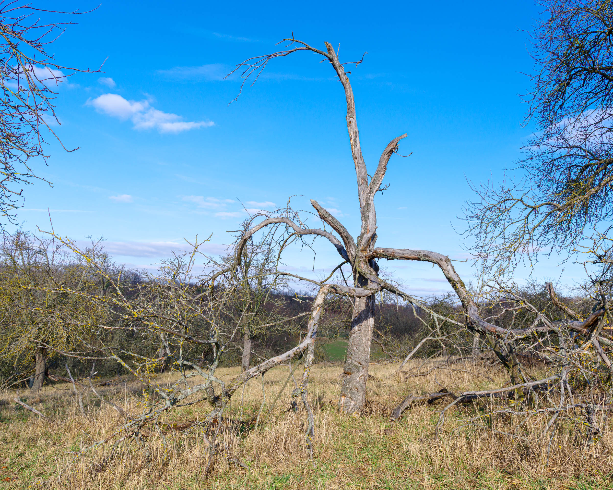 Apple tree meadow - click image to enlarge.