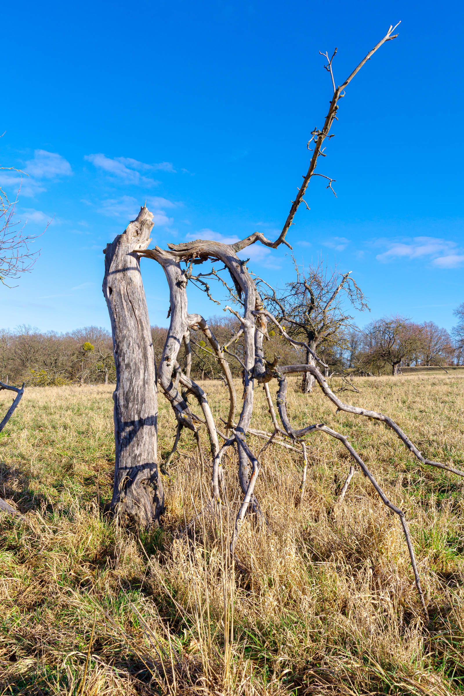 Apple tree meadow - click image to enlarge.