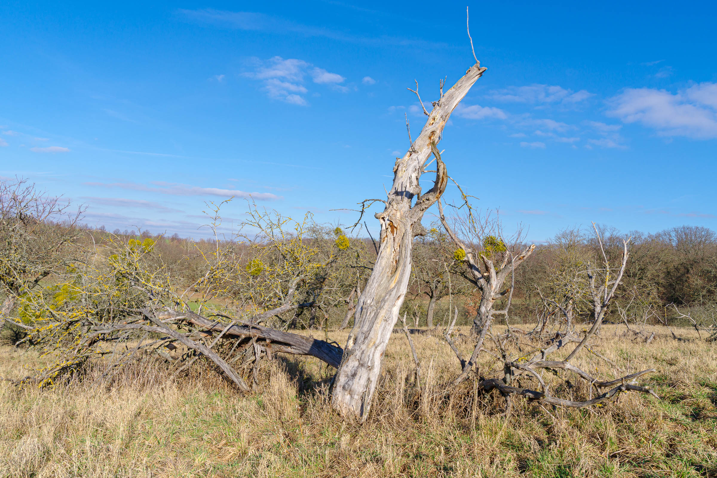 Apple tree meadow - click image to enlarge.