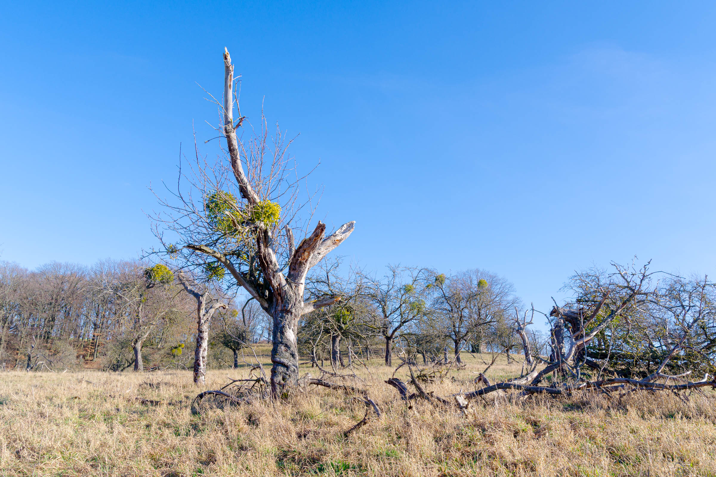 Apple tree meadow - click image to enlarge.