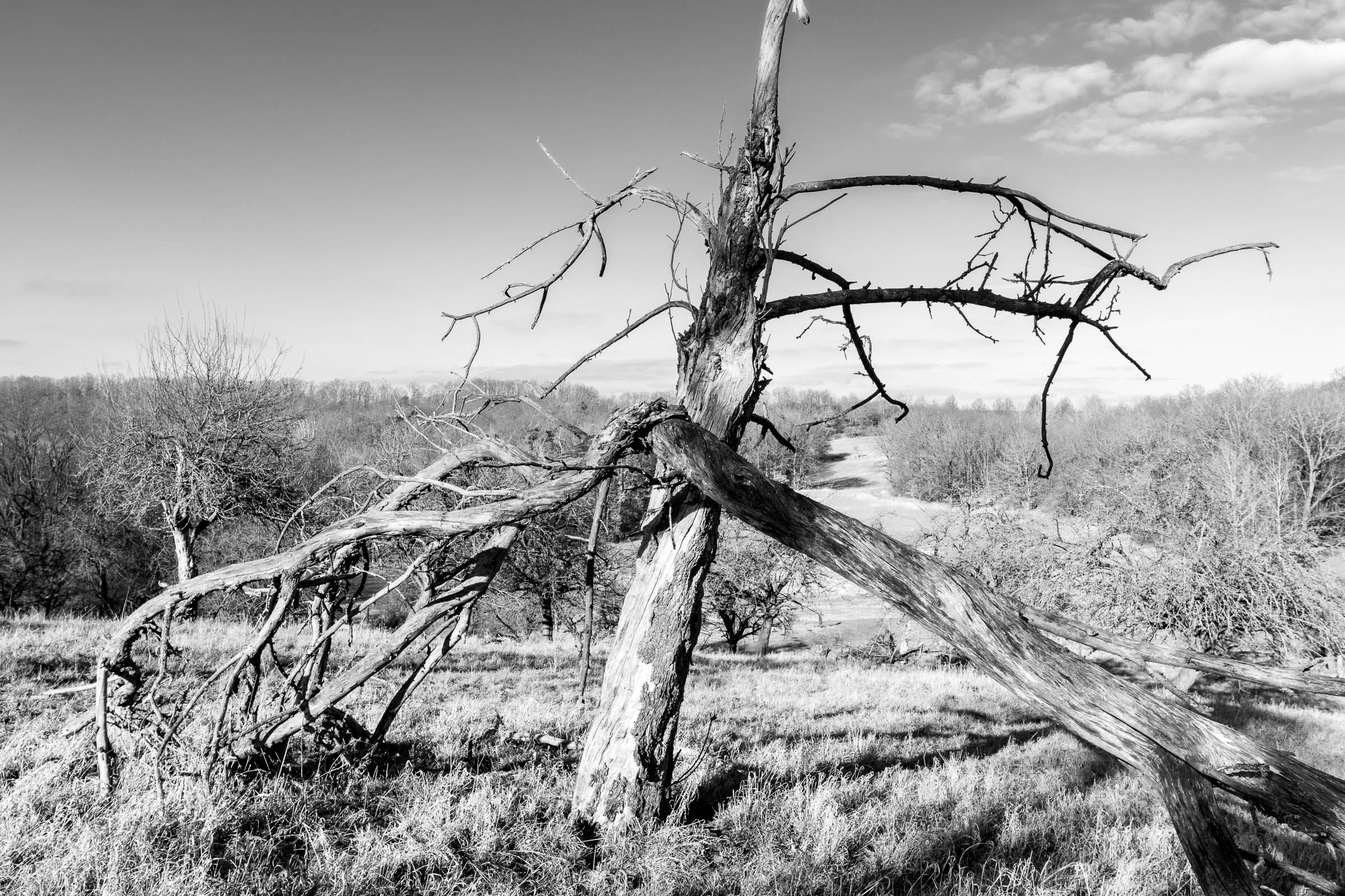 Apple tree meadow - click image to enlarge.