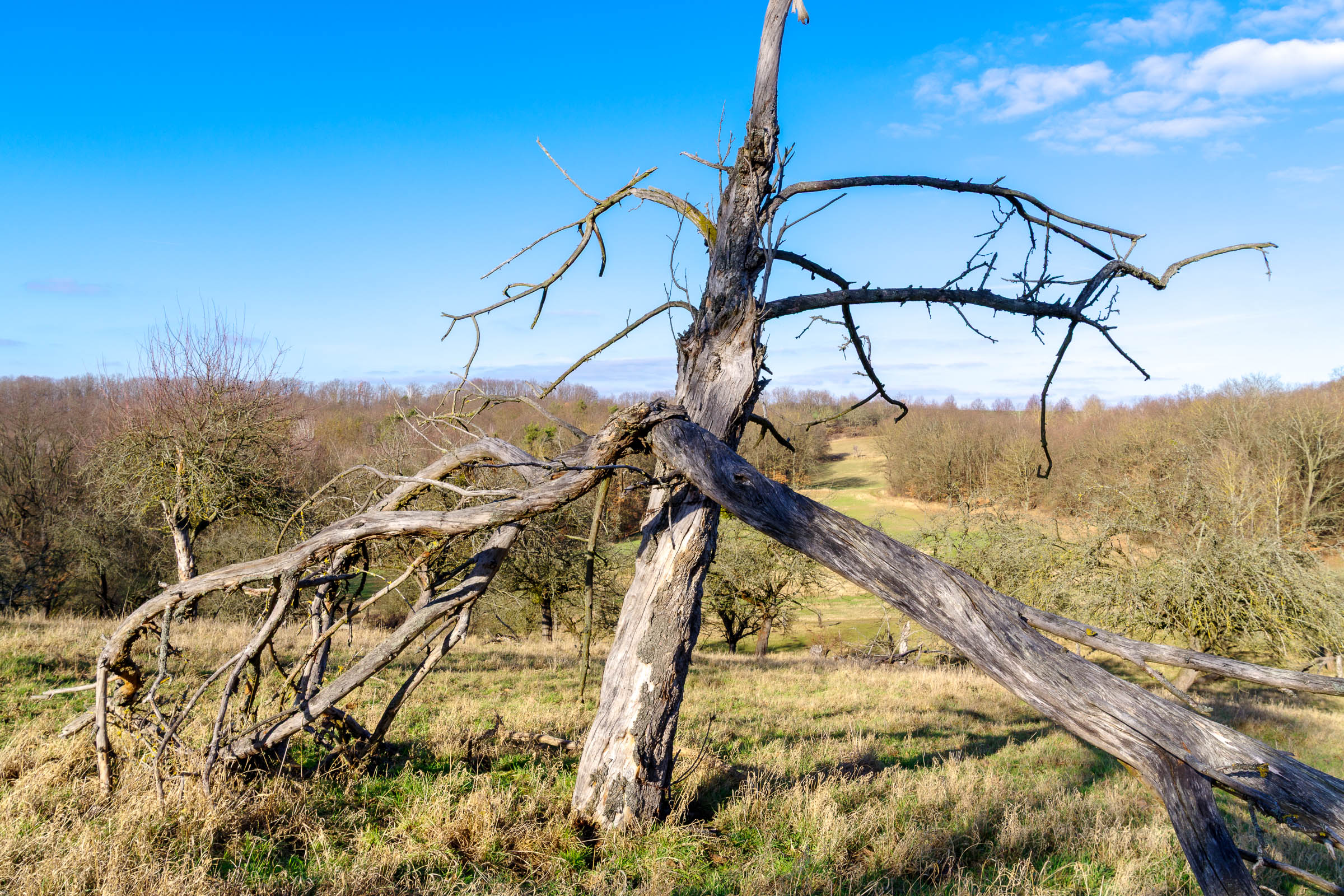 Apple tree meadow - click image to enlarge.