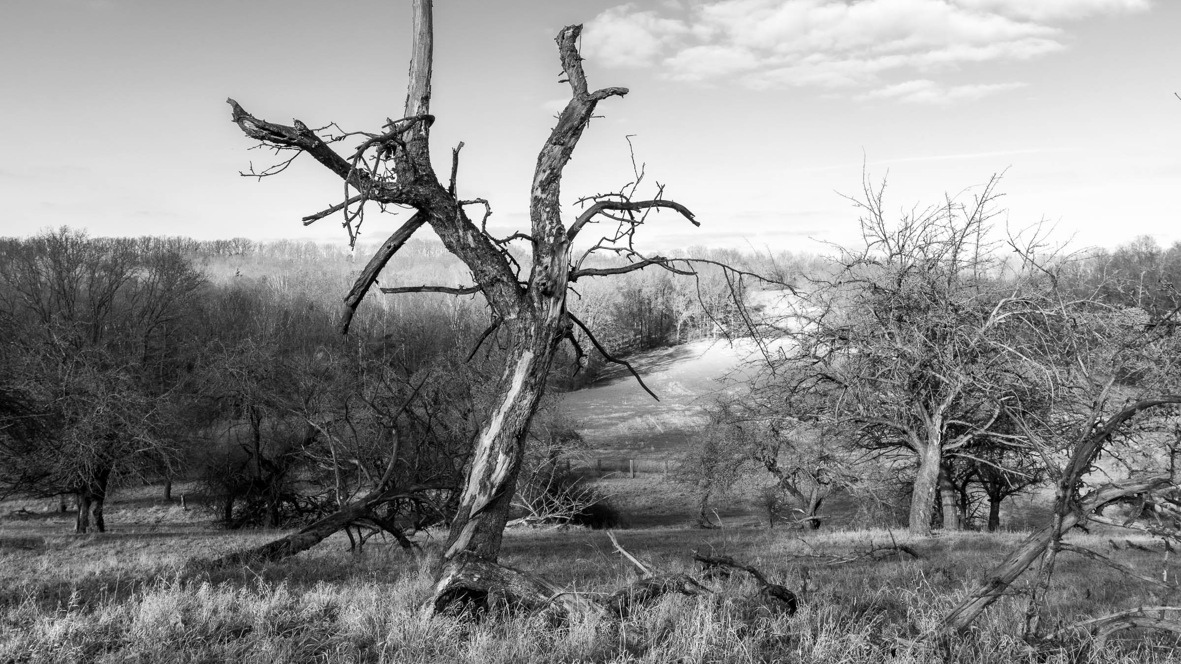 Apple tree meadow - click image to enlarge.
