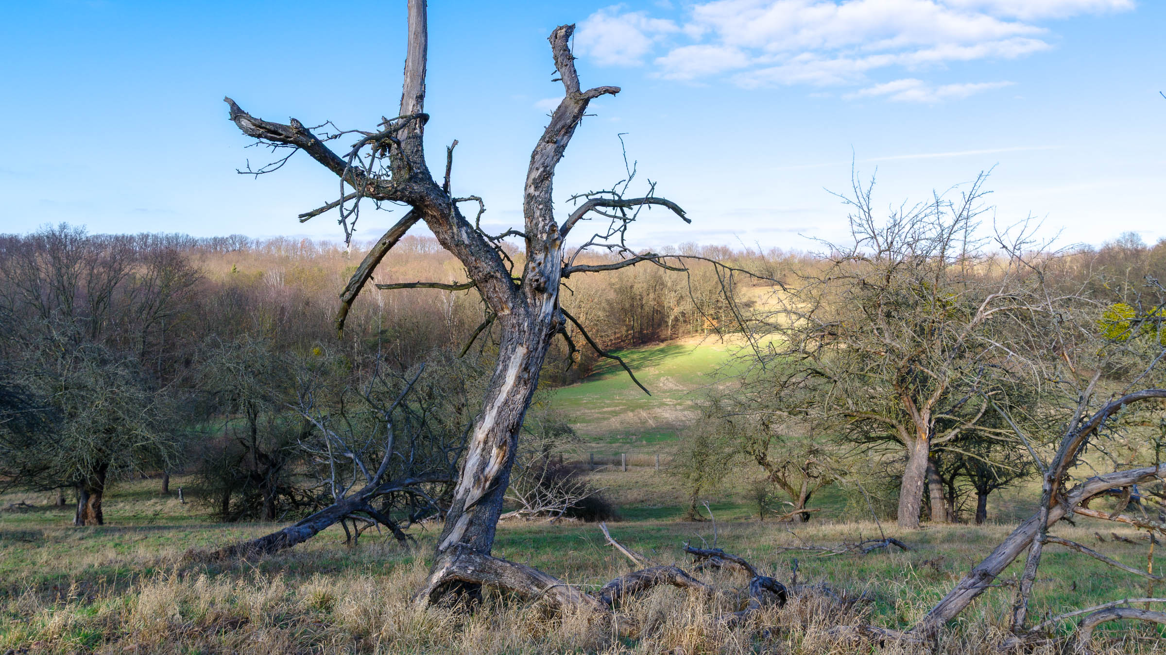 Apple tree meadow - click image to enlarge.