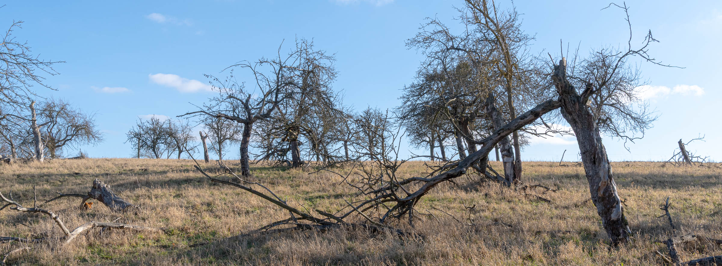 Apple tree meadow - click image to enlarge.